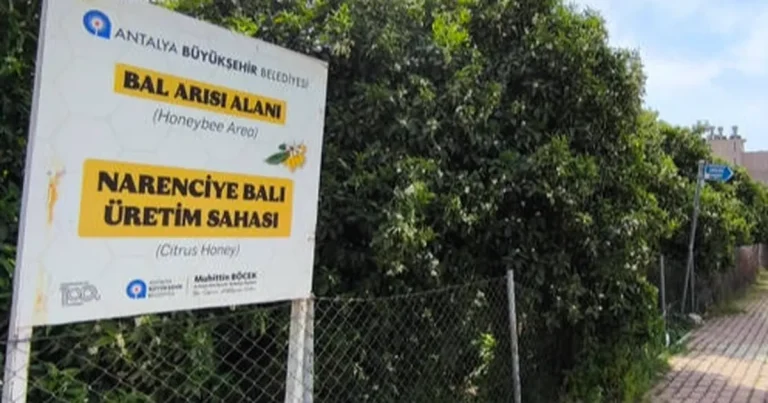 antalyada-narenciye-bali-koruma-altinda-Vb7qThzX.webp
