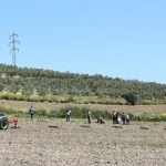 bursa-niluferden-konakliya-800-zeytin-fidani-63Z9y4KE.webp