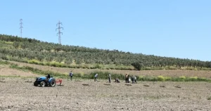 bursa-niluferden-konakliya-800-zeytin-fidani-63Z9y4KE.webp
