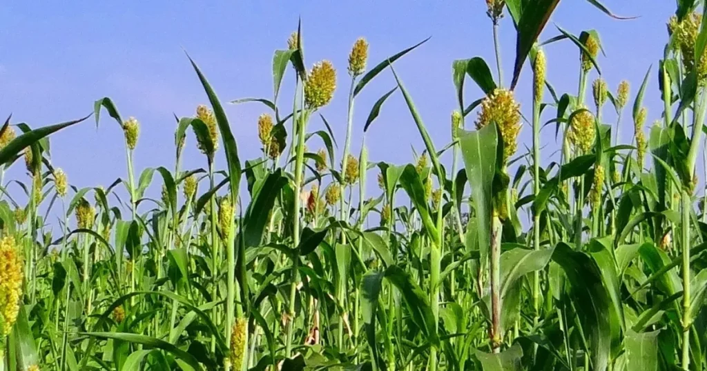 izmirde-ureticilere-sorgum-sudan-otu-tohumu-dagitildi-MgxTwmfd.webp