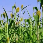 izmirde-ureticilere-sorgum-sudan-otu-tohumu-dagitildi-MgxTwmfd.webp