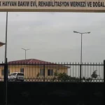 siirtte-sokak-hayvanlari-icin-dev-proje-Rf1rQeqE.webp