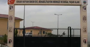 siirtte-sokak-hayvanlari-icin-dev-proje-Rf1rQeqE.webp