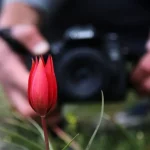 spil-dagina-manisa-lalesi-akini-8TSwOFpv.webp