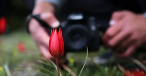 spil-dagina-manisa-lalesi-akini-8TSwOFpv.webp