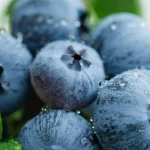 yaban-mersini-ureticileri-icin-bursada-tek-catida-uludag-blueberry-birligi-kuruldu-MgqgfzAN.webp