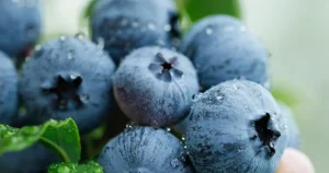 yaban-mersini-ureticileri-icin-bursada-tek-catida-uludag-blueberry-birligi-kuruldu-MgqgfzAN.webp
