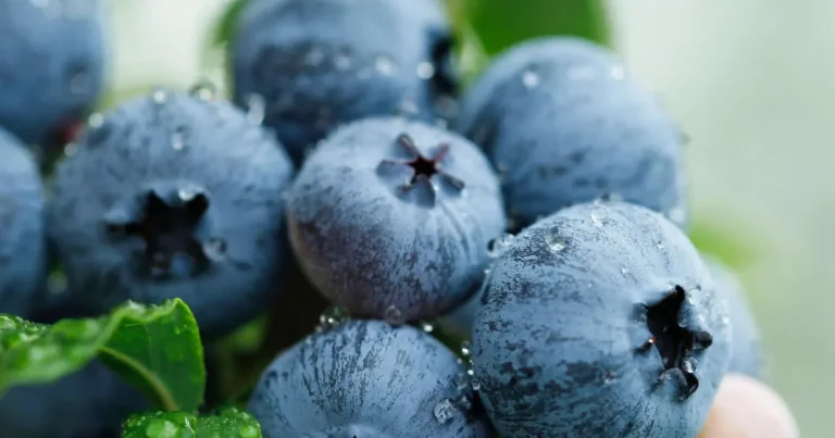 yaban-mersini-ureticileri-icin-bursada-tek-catida-uludag-blueberry-birligi-kuruldu-MgqgfzAN.webp